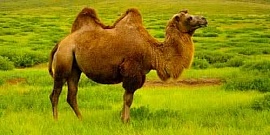 Как монгольские верблюды заботятся о вашем здоровье?